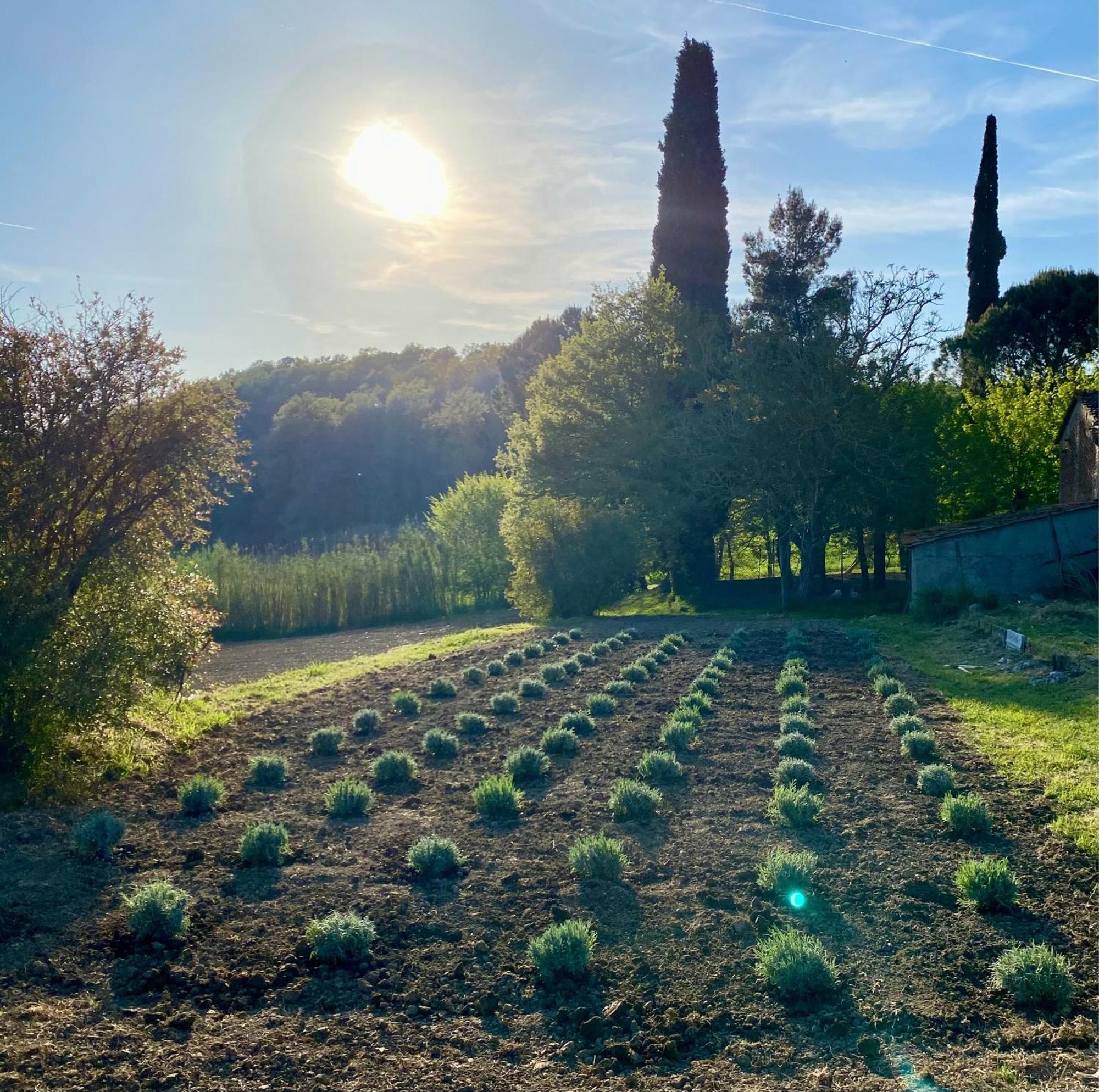 Casa Vacanze Podere San Giusto Volterra Eksteriør billede
