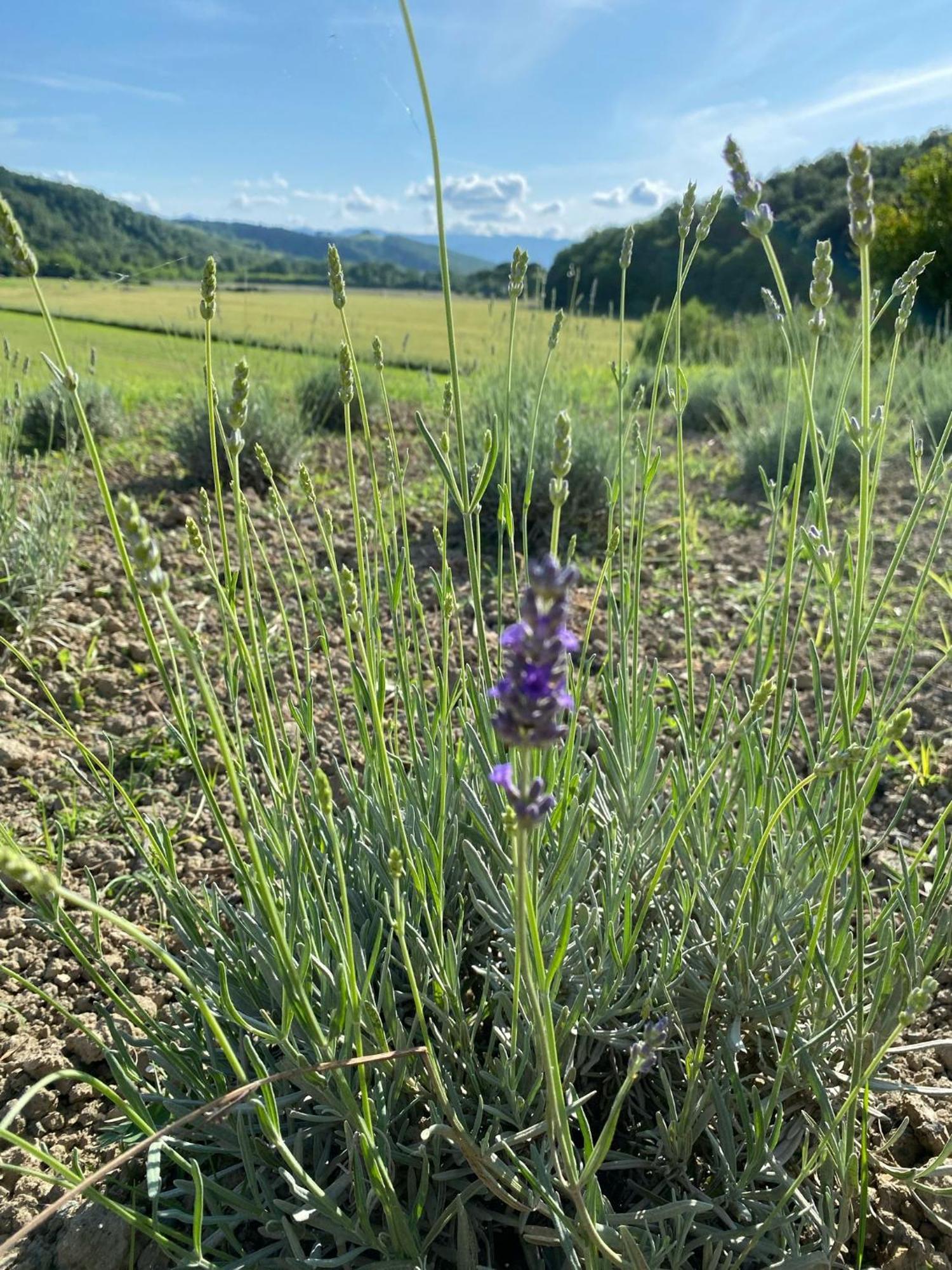 Casa Vacanze Podere San Giusto Volterra Eksteriør billede