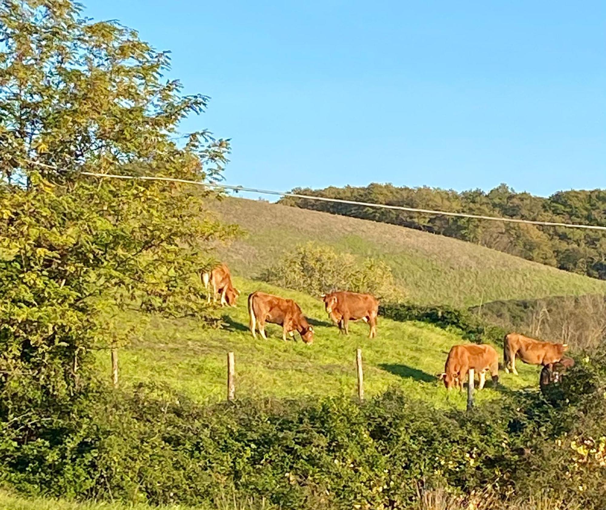 Casa Vacanze Podere San Giusto Volterra Eksteriør billede