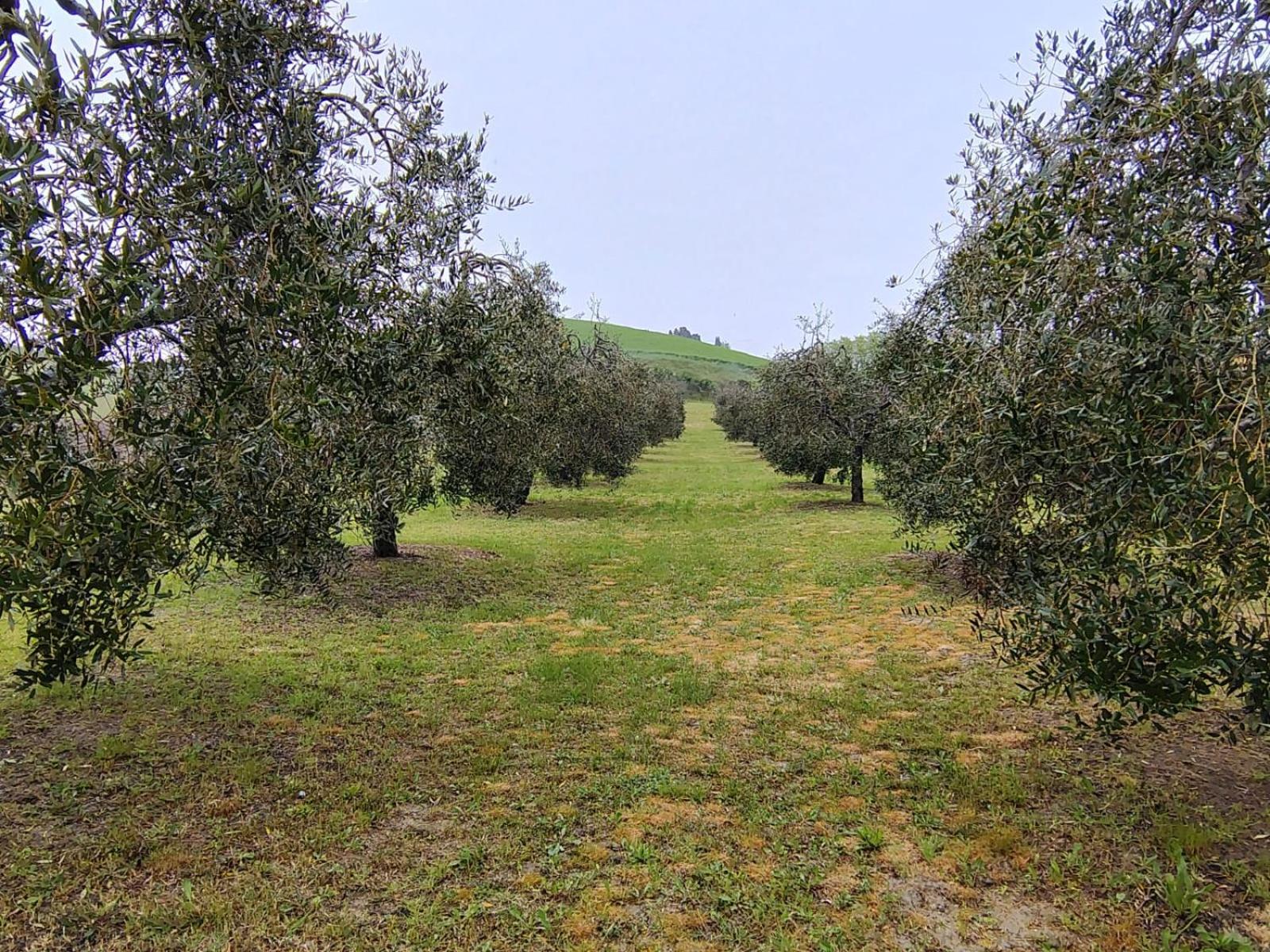 Casa Vacanze Podere San Giusto Volterra Eksteriør billede